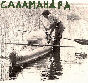 саламандра.jpg саламандра.jpg